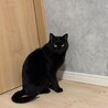 黒猫オランちゃん サムネイル5