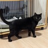 黒猫オランちゃん サムネイル6