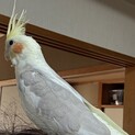 性別不明　オカメインコ　一歳