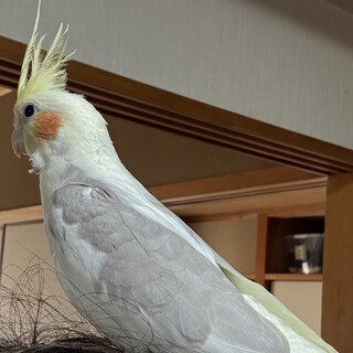 性別不明　オカメインコ　一歳