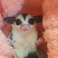 はる
