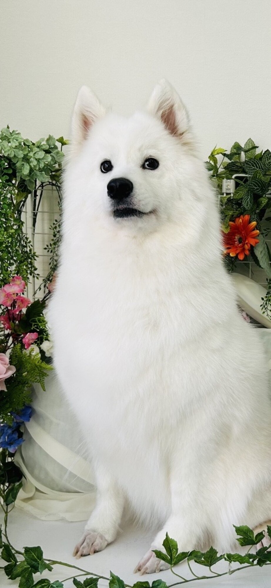 元気いっぱい2歳サモエド」北海道 - 犬の里親募集(539175) :: ペットの