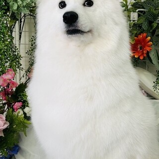 元気いっぱい2歳サモエド」北海道 - 犬の里親募集(539175) :: ペットの