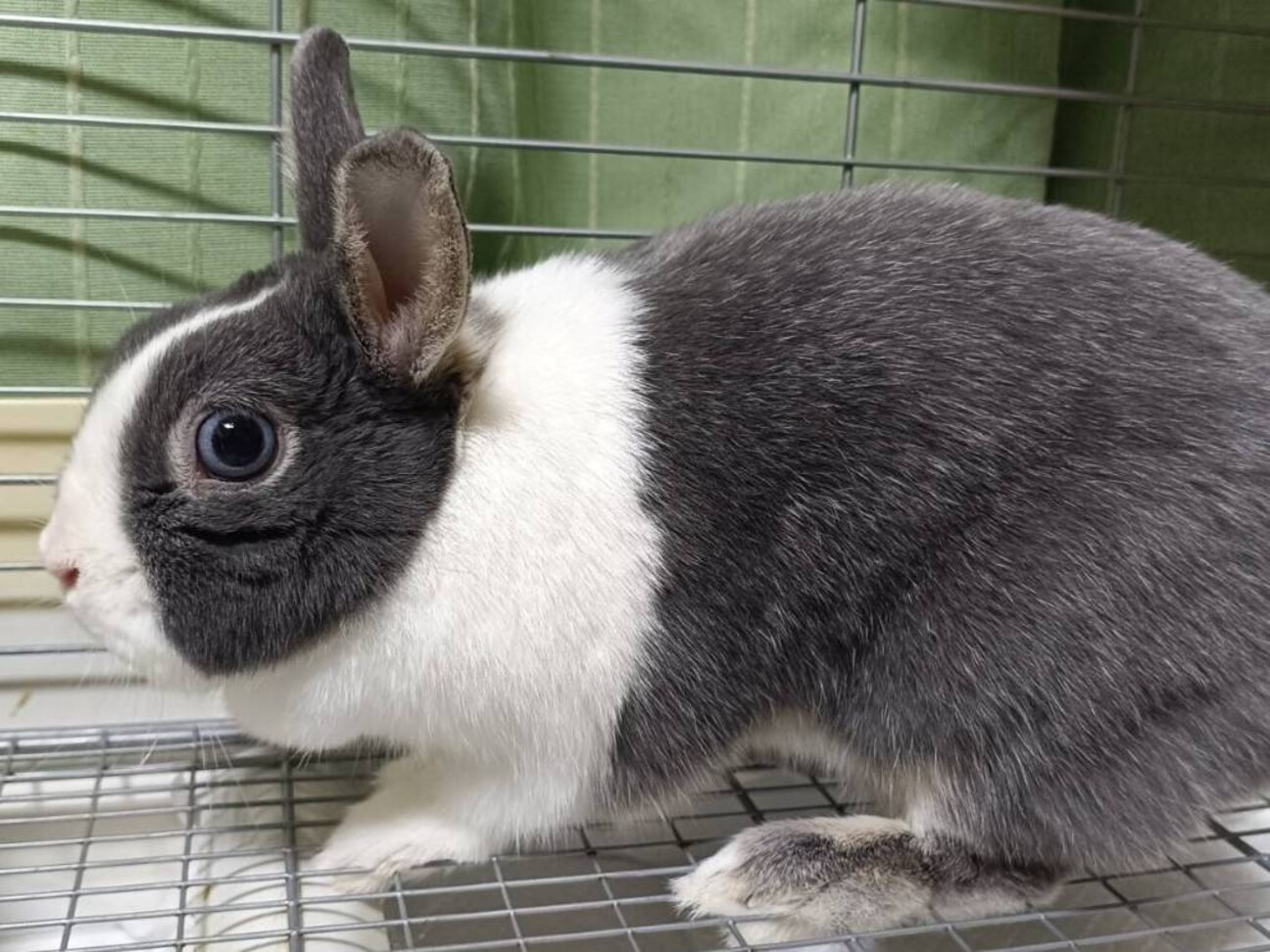 【専用出品】国内有名作家様　小さな子ウサギちゃん　新オーナー様募集 🐰里親募集中のうさぎさんについて🐰 本日紹介したうさぎさんは