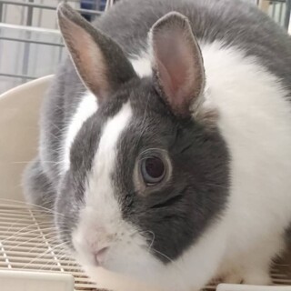 穏やかな可愛いウサギ