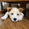 大人しい甘えん坊さんメス子犬 サムネイル2