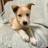 大人しい甘えん坊さんメス子犬 サムネイル3