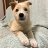 大人しい甘えん坊さんメス子犬 サムネイル4