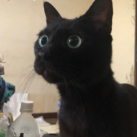 くろすけ