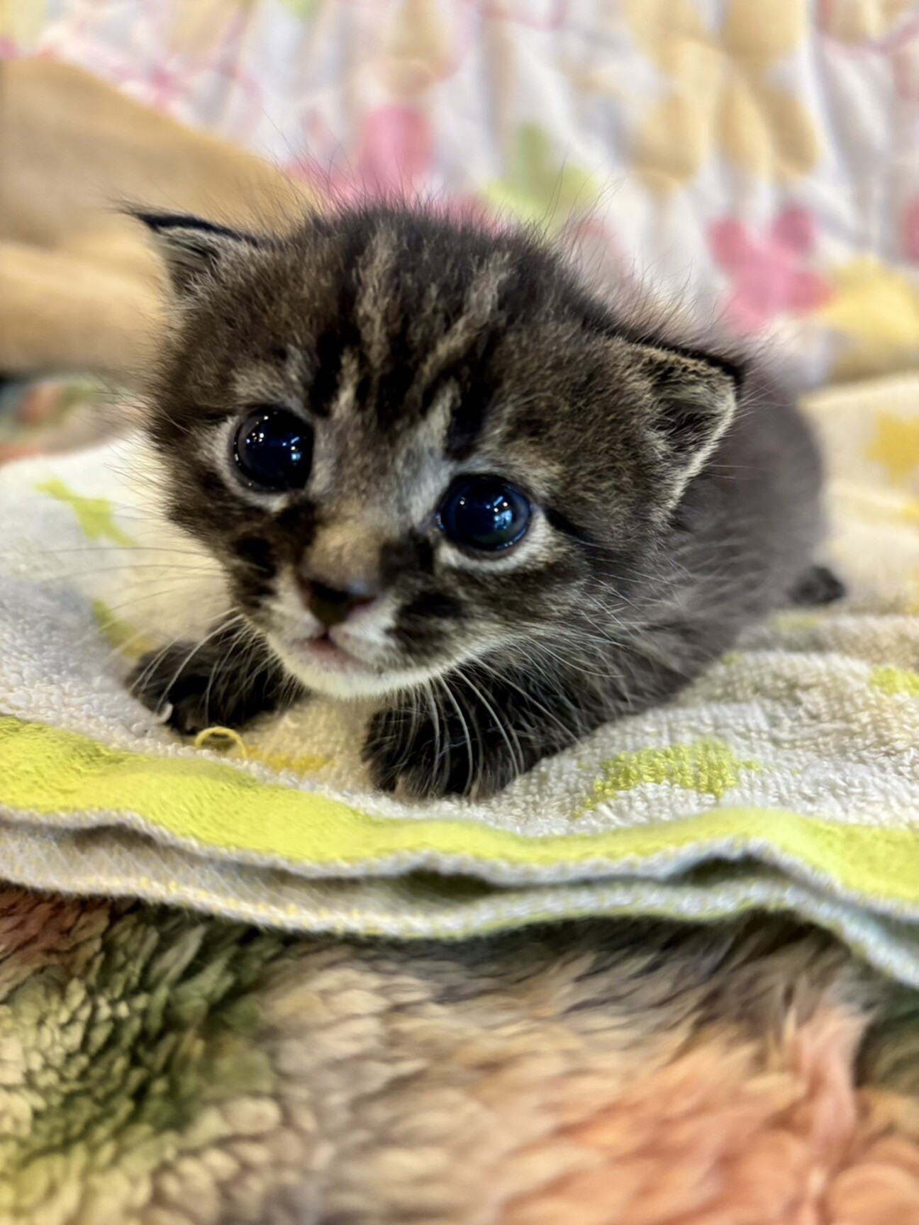 黒虎 リンちゃん トライ」愛知県 - 猫の里親募集(539190) :: ペット