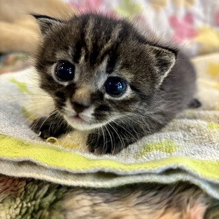 黒虎　リンちゃん　トライアル決定
