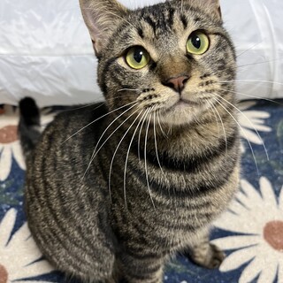 苦労猫を幸せにしたいという方へ☆超甘えん坊