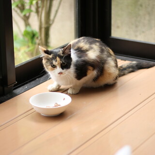 ミケメス、推定2歳くらいの子猫。新潟県内届けます。