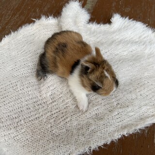 4月3日生まれ④