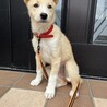 大人しい甘えん坊さんメス子犬 サムネイル5