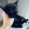 急募！　2ヶ月黒猫の兄弟　里親募集！ サムネイル2