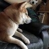 里親募集 サムネイル1