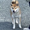 里親募集 サムネイル2