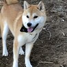 里親募集 サムネイル3