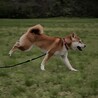 里親募集 サムネイル4