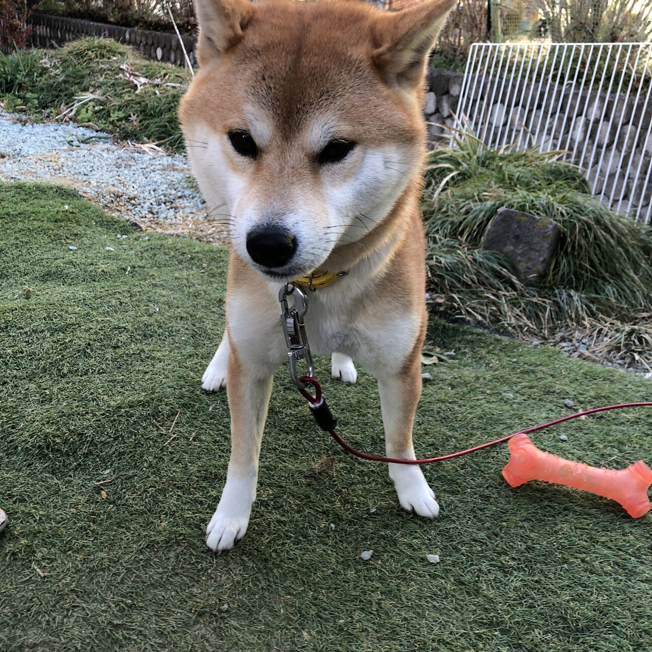 里親募集 サムネイル5