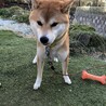里親募集 サムネイル5