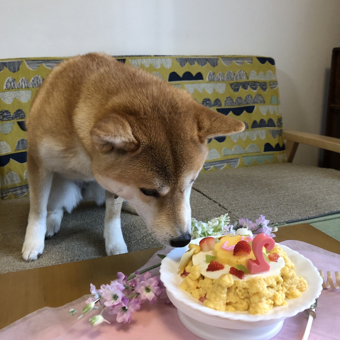 里親募集 サムネイル6
