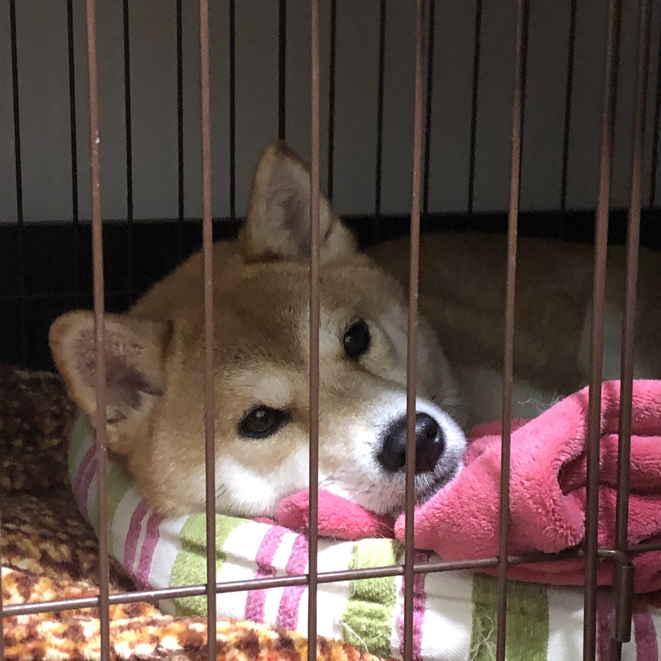 里親募集 サムネイル7