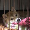 里親募集 サムネイル7