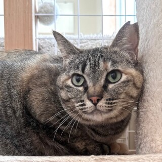 美猫のキジサビ　むぎほちゃん