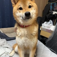 テツ