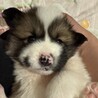 トトロ(旧クラウド)くん サムネイル3