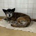迷子犬　収容期限4月30日迄
