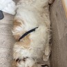 体も心も大きな甘えん坊ボルゾイ【ブルーノマーズ】 サムネイル2