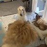 体も心も大きな甘えん坊ボルゾイ【ブルーノマーズ】 サムネイル3