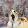 体も心も大きな甘えん坊ボルゾイ【ブルーノマーズ】 サムネイル4