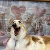 体も心も大きな甘えん坊ボルゾイ【ブルーノマーズ】 サムネイル5
