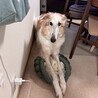 体も心も大きな甘えん坊ボルゾイ【ブルーノマーズ】 サムネイル6