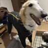 体も心も大きな甘えん坊ボルゾイ【ブルーノマーズ】 サムネイル7