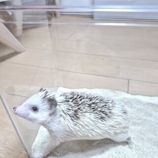 人懐こいハリネズミ｢里親様決定致しました｣