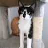 お鼻の模様がかわいいルイ(仮)くん