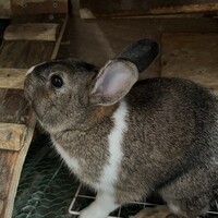 パパうさぎ