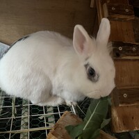 うさこ