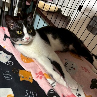 人見知り馴れると甘えん坊★ショーンくん