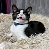 人見知り馴れると甘えん坊★ショーンくん サムネイル4