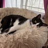 人見知り馴れると甘えん坊★ショーンくん サムネイル6