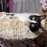 人見知り馴れると甘えん坊★ショーンくん サムネイル7