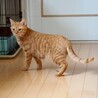 ナデナデやブラッシングが大好き♡ちゃあちゃん サムネイル2