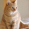 ナデナデやブラッシングが大好き♡ちゃあちゃん サムネイル3