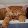 ナデナデやブラッシングが大好き♡ちゃあちゃん サムネイル6